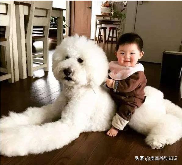 茶杯贵宾犬