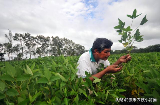 大豆有花无荚、有荚无籽、有籽干瘪、落花落荚的原因与防治技巧2