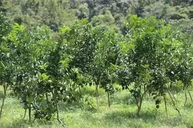 柑橘园生草栽培到底好不好？并不是全部有利，果农需了解！2