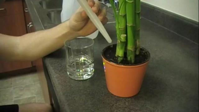 富贵竹的养殖方法 富贵竹的养殖方法（富贵竹的养殖方法和注意事项水养怎样施肥） 生活