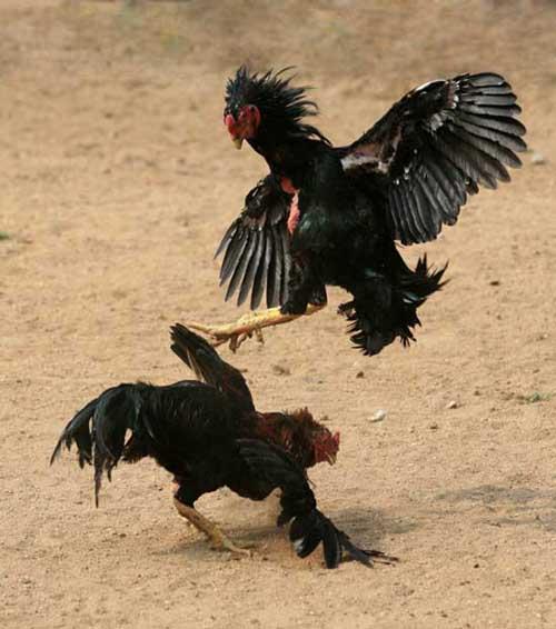 斗鸡皮肤时红时白