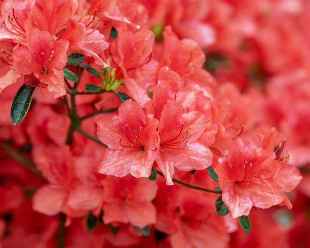 杜鹃花什么时候开 杜鹃花什么时候开（杜鹃花什么时候开花几点） 生活