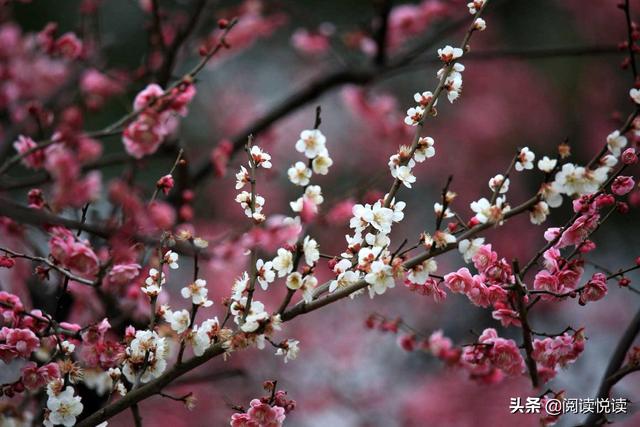 梅花的精神 梅花的精神（梅花的精神和品质） 科普