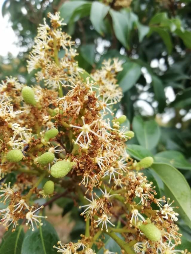 荔枝开花快谢花，施肥壮果近在目前。3