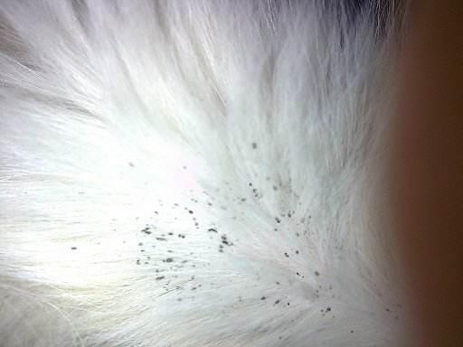 狗狗身上跳蚤卵怎么去除(跳蚤卵能被洗掉吗)-艾拉养犬