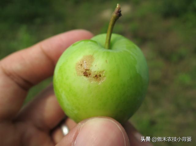 梨小食心虫会造成烂果和枯梢，学会这些虫害防治技巧很必要11