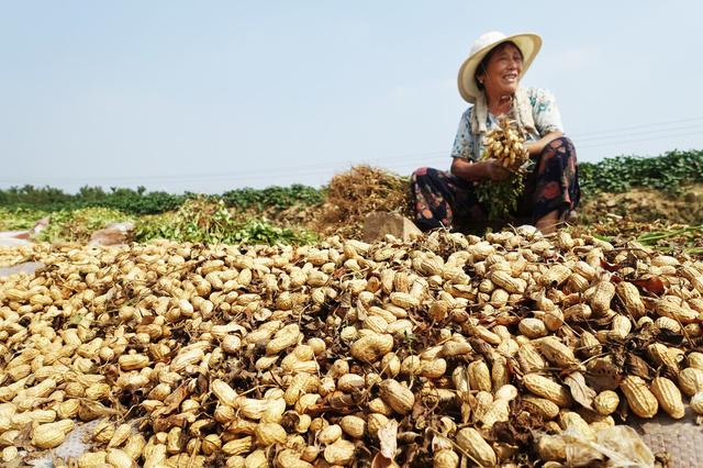 花生最好的叶面肥，坐果多荚果饱满，亩产量达1300斤，一季无病害7