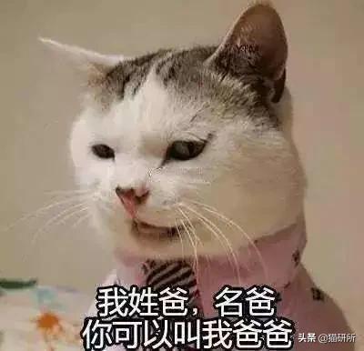 猫名字