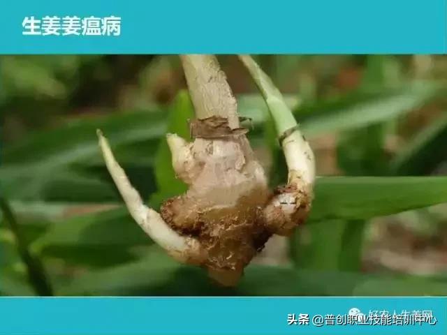 「生姜植保」生姜病虫害图谱以及防止办法（姜农必看！）6