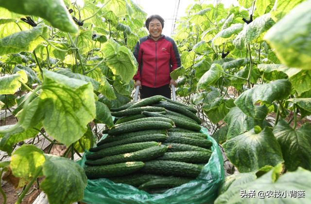 黄瓜叶片上长“黄斑点”是咋回事？发病原因和防治方法有哪些？19