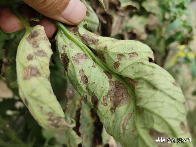 防治番茄早疫病有技巧，用好这两招，能管一季不发生