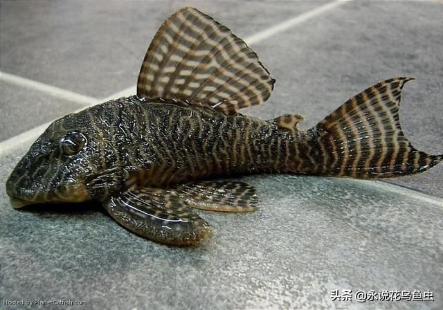 清道夫鱼吃什么