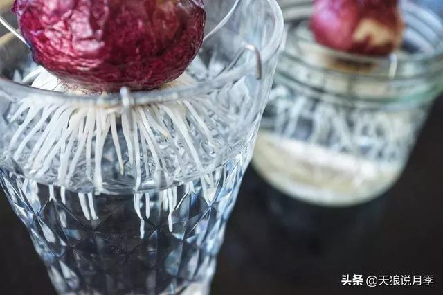 风信子水培方法