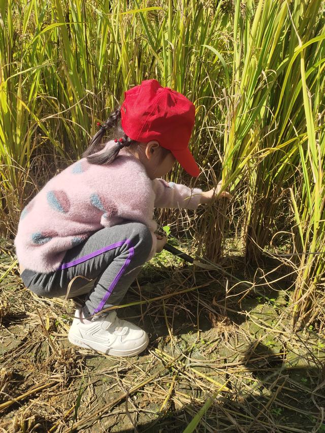 幼儿园的割水稻能手