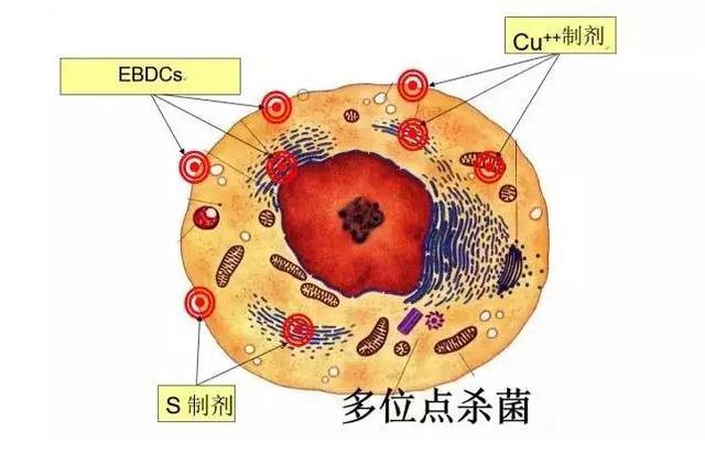 葡萄园经常使用的铜制剂有哪些？有什么注意事项？