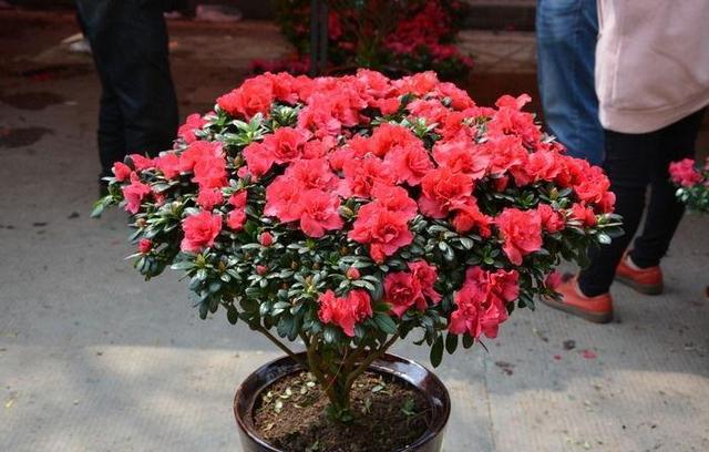 杜鹃花的养法 杜鹃花的养法（杜鹃花怎么养家庭养法） 生活