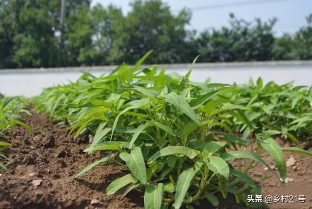 空心菜一晒就“翻白”，巧用草木灰，做好三个工作很关键7