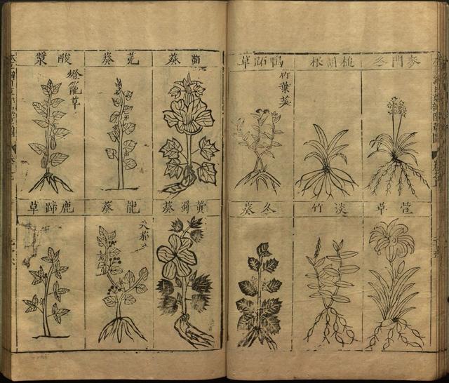 李时珍巨著《本草纲目》插图上卷（1596年刻本）
