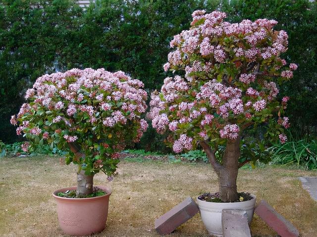 家里最旺财的十种花