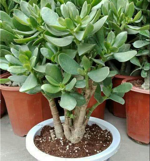 玉树的风水作用(五树进宅,人穷家败,哪五种树)