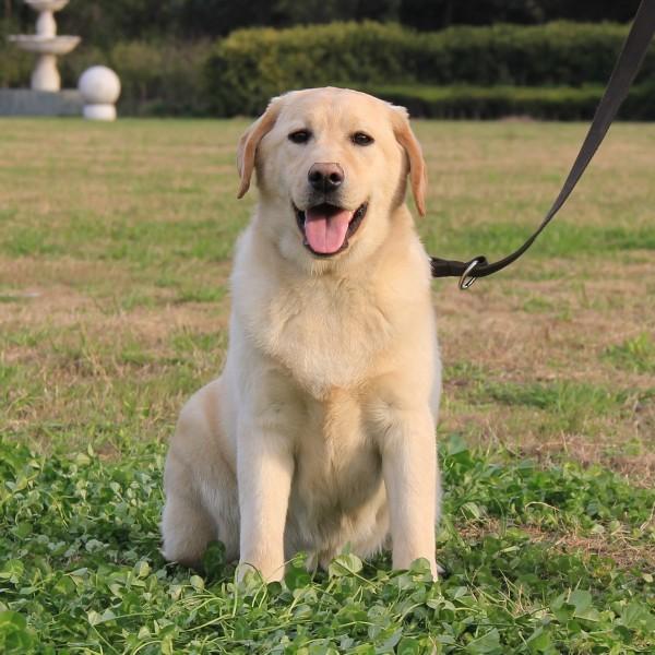 实习警犬物语