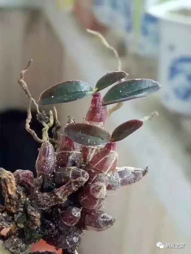 石斛种类 石斛种类（石斛种类有哪些） 生活
