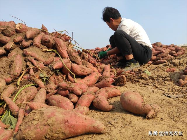 **害虫猖狂，红薯惨遭破坏，农民朋友应掌握3个防治技巧