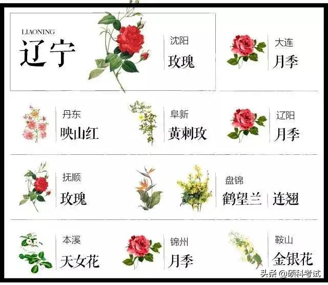 中国各城市市花