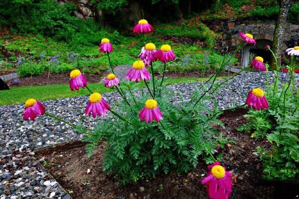 除虫菊 除虫菊(除虫菊花) 生活