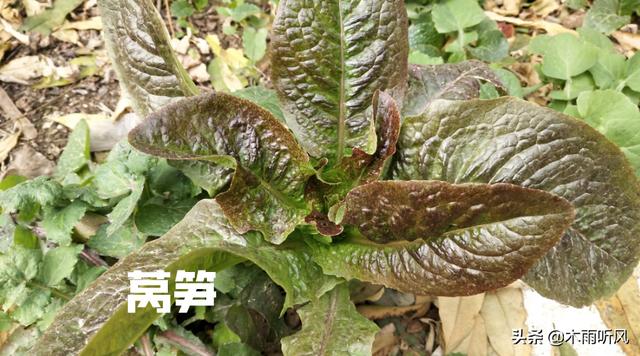 种植莴笋，施肥不当影响莴笋生长，莴笋最怕的肥料是什么？