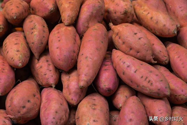 红薯在秋后施什么肥最好？用这些肥料，红薯产量会更高