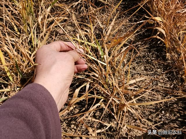 麦田使用除草剂，记住这三点，除草干净小麦又安全