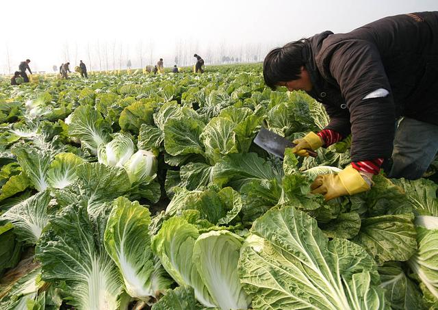 白菜“烂心”了？种植时间太早惹的祸，5点措施解决白菜“烂心”4