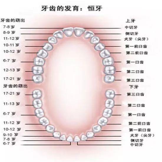 口腔牙齿图片大全图解