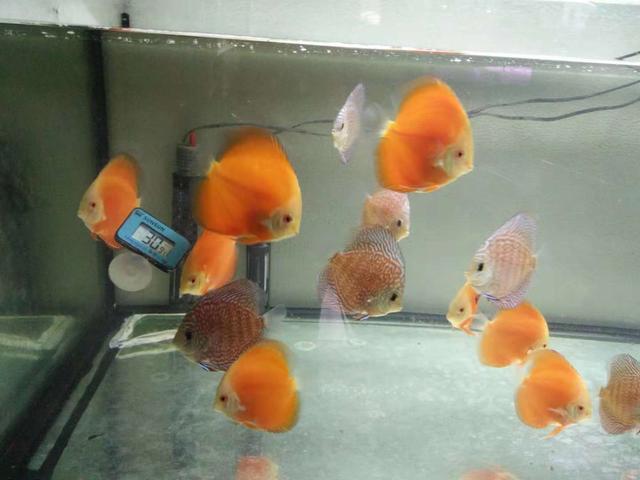 鱼缸过滤机怎么安装视频