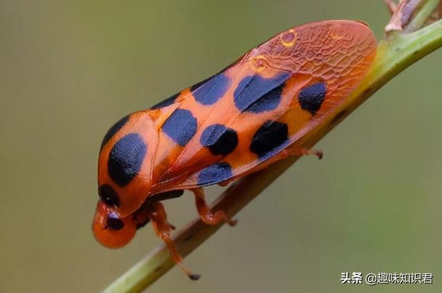 ̵8˲˼ţ㶼֪أ-5ͼƬ-Ȥ