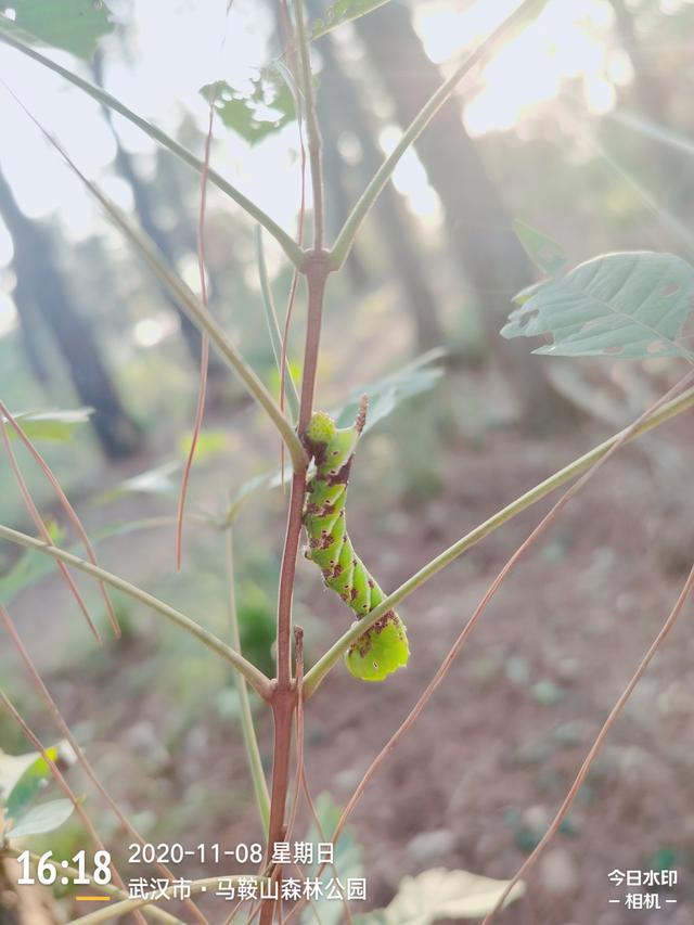 烟草天蛾