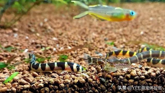 苦力泥鳅