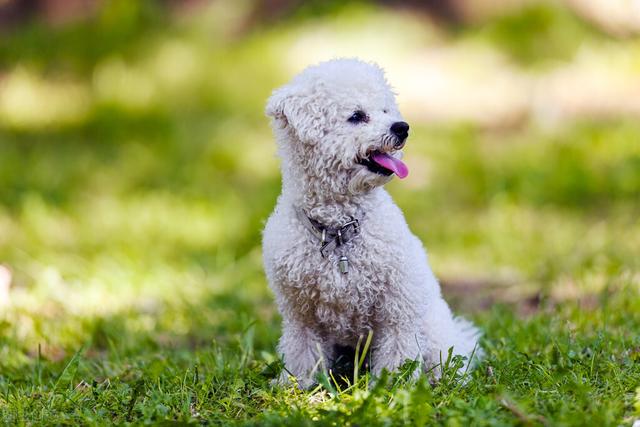 比熊犬吃什么