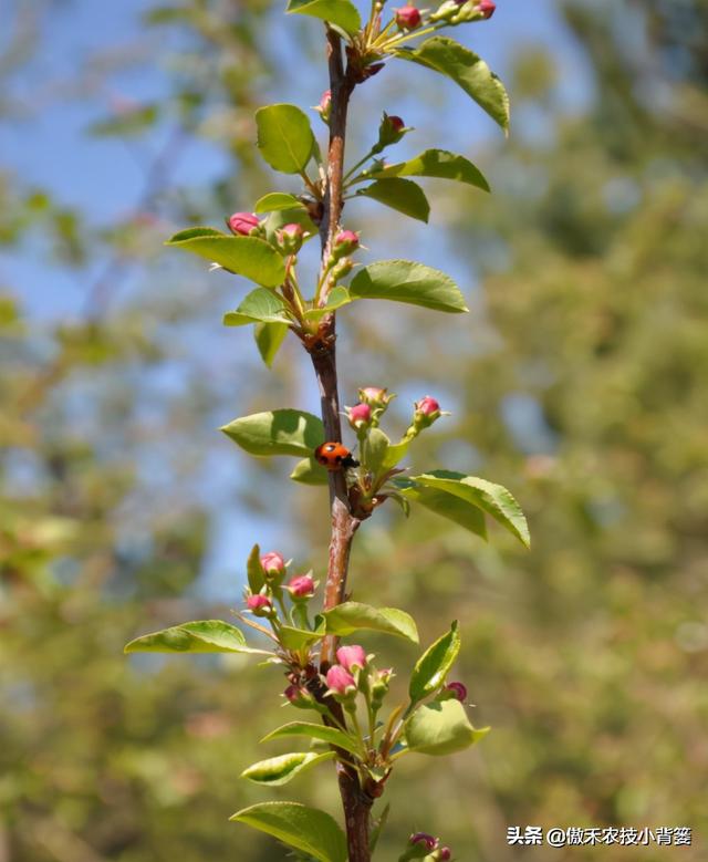 春季苹果萌芽期，要早施肥水、早修剪、早刻芽、早疏蕾、早喷药12