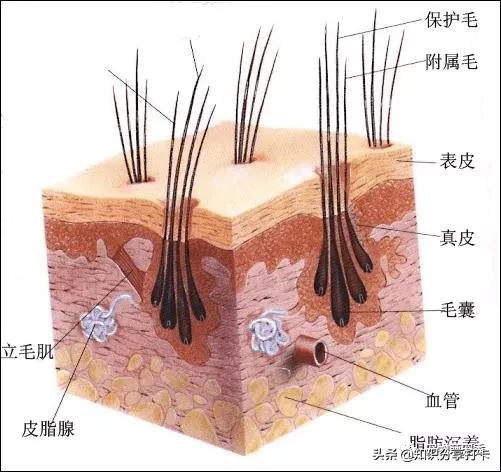 狗狗打完疫苗多久能洗澡剪毛(狗狗打完疫苗第二天洗澡了)