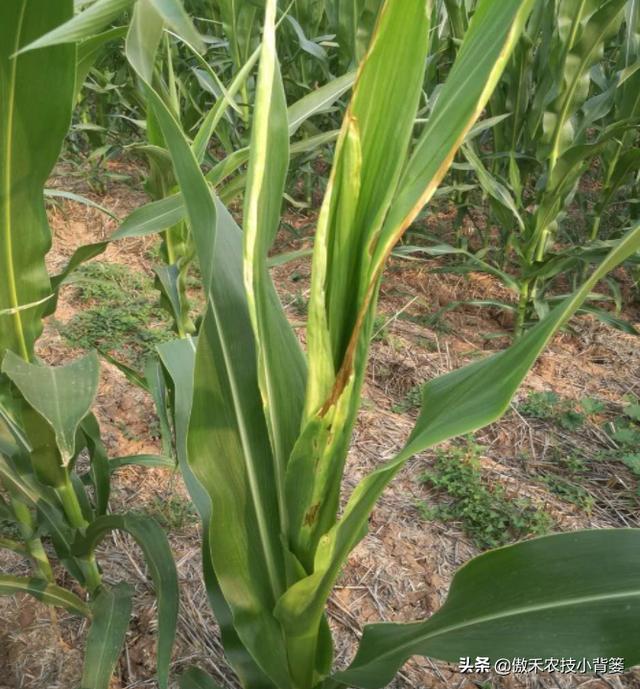 玉米拧芯卷叶、不抽叶不展叶，不能全赖蓟马虫害，常见原因有6种9