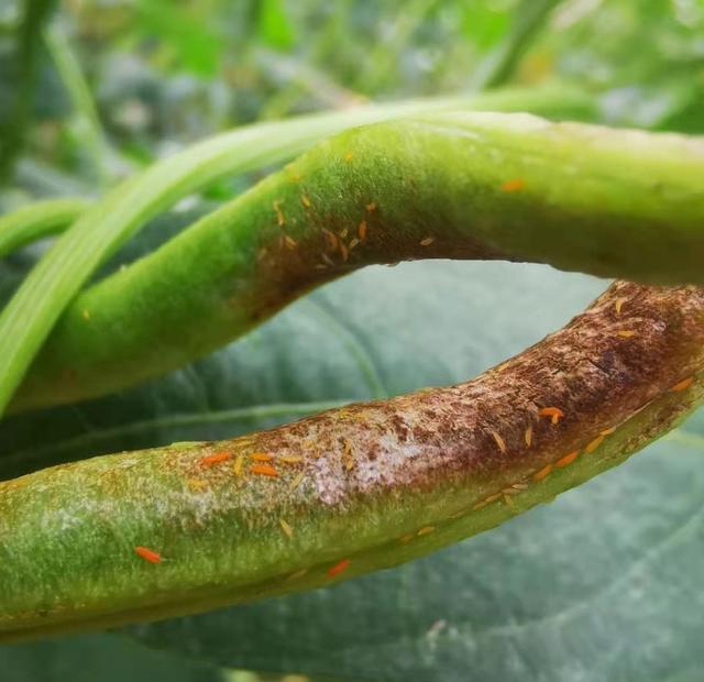 豇豆蓟马猖獗打不下隐形成分药剂效果好？别乱用，小心药害找上门2