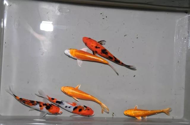 锦鲤池转鼓过滤机图纸