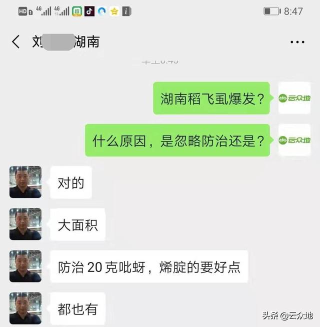 警惕稻飞虱爆发，提前掌握这些防治方法，避免水稻减产