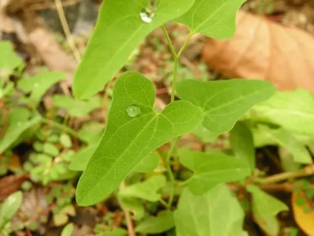 爬山虎有没有毒