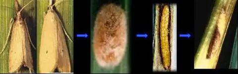 水稻钻心虫，抗性高、危害大，赶快收藏这份防治大全5