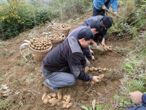 种什么赚钱