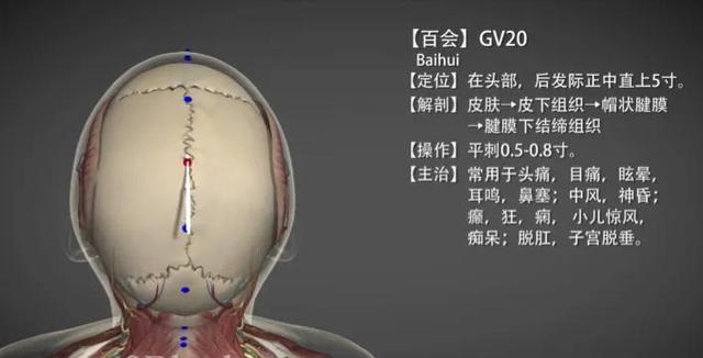 百会穴简介