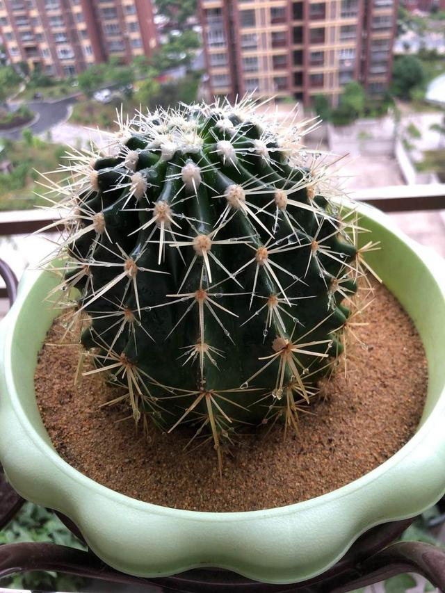 花卉名称